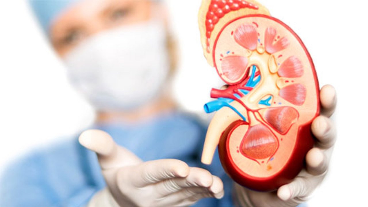 Funciones y enfermedades del Riñón